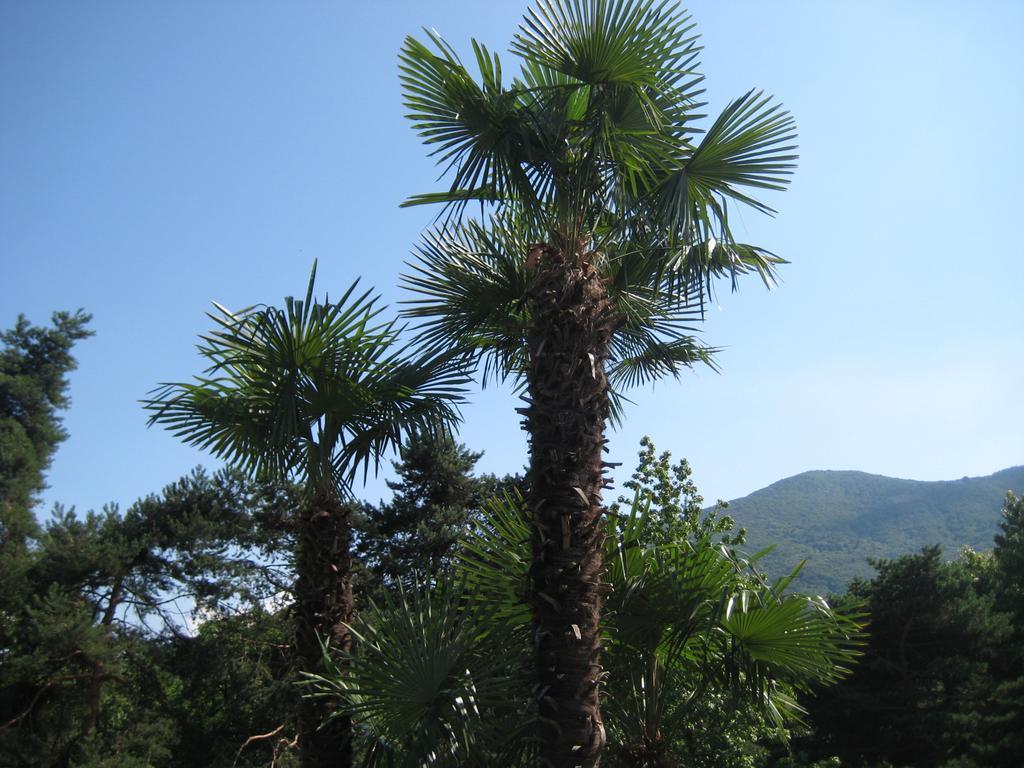 Villa Margherita Lake Maggiore Экстерьер фото